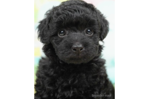 成約済の千葉県のトイプードル-222399の3枚目